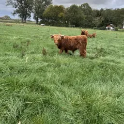 Schottischer Bulle zu verkaufen/tauschen