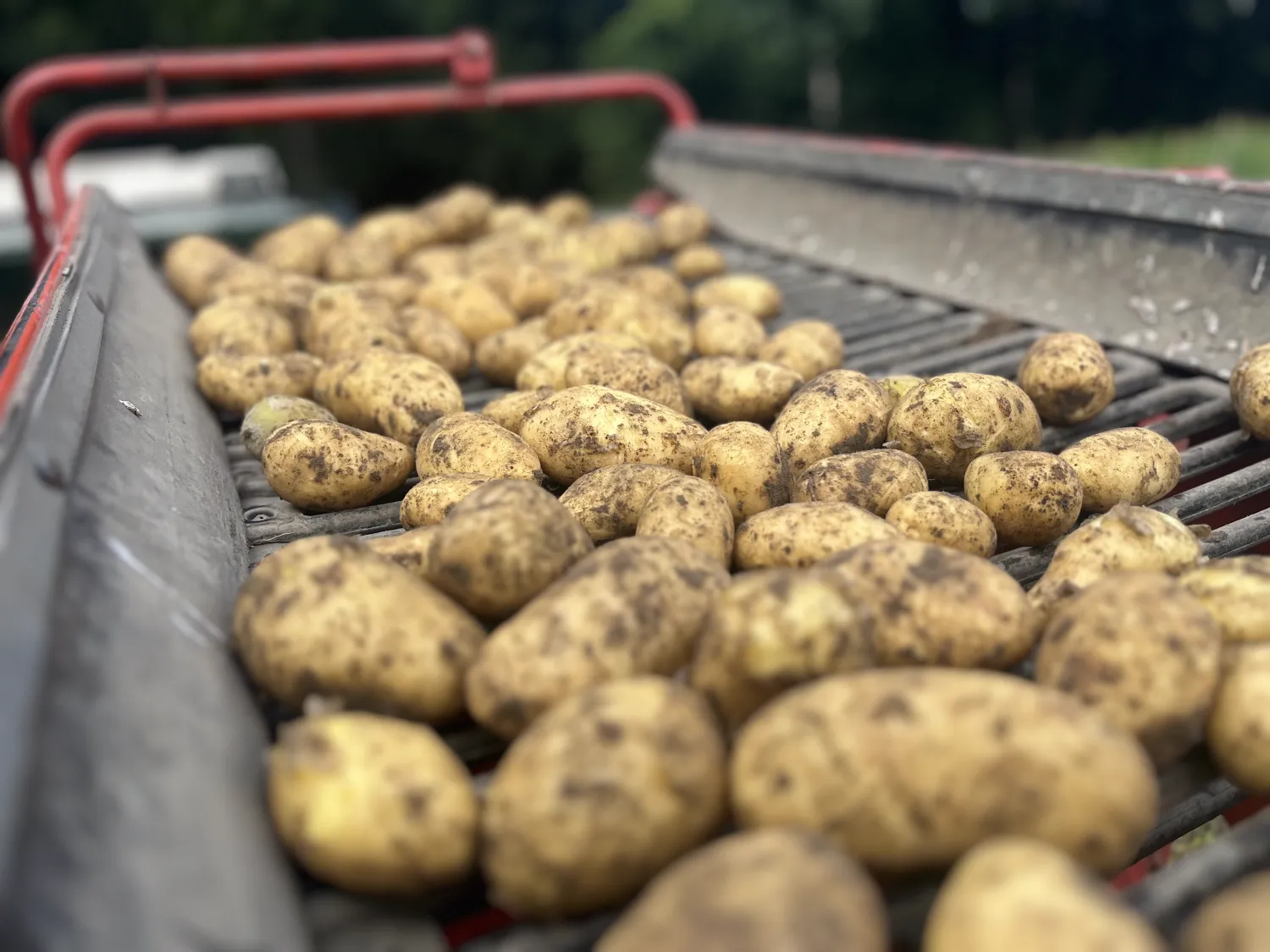 5 Vaarzen te koop aangeboden