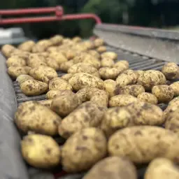 5 Vaarzen te koop aangeboden