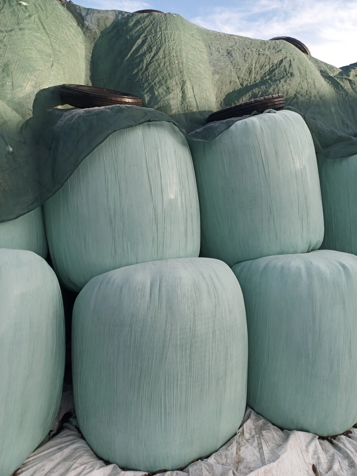 Продаж сінажу в круглих тюках - висока якість