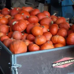 Hokkaido pompoenen kopen – OR6 geteeld, zonder bestrijdingsmiddelen