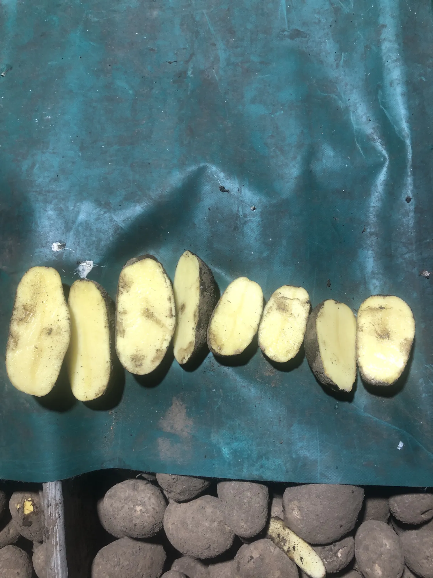 Agria aardappelen te koop - 120 ton