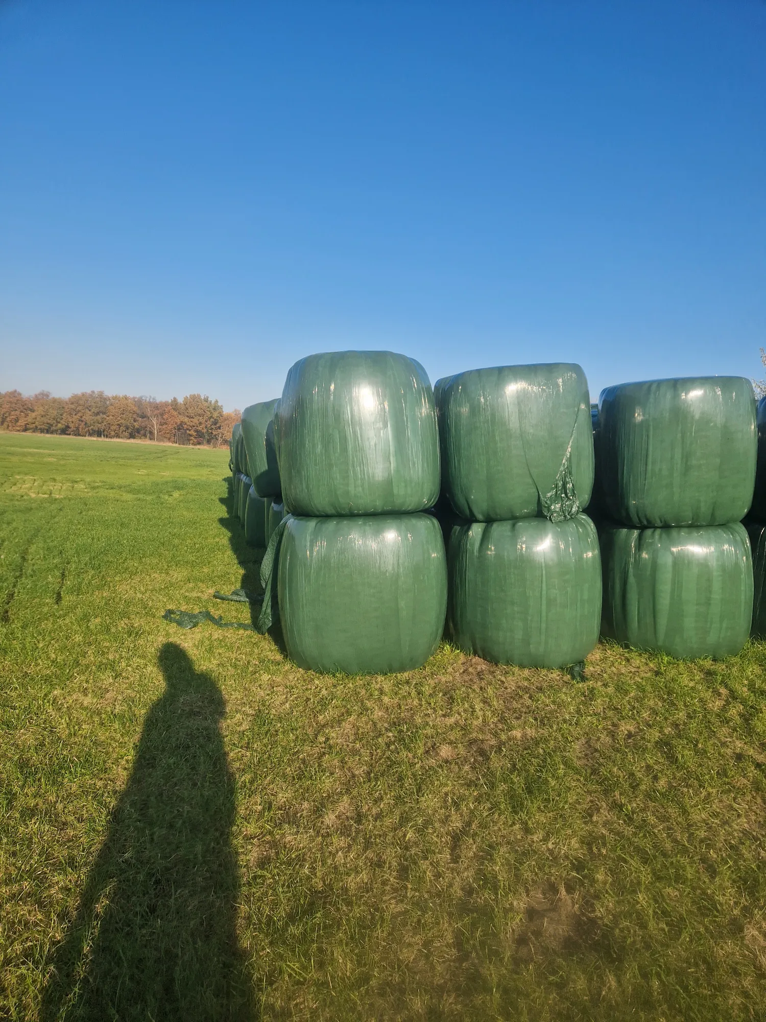 Сінаж для коней на продаж - висока якість, малі кількості OK