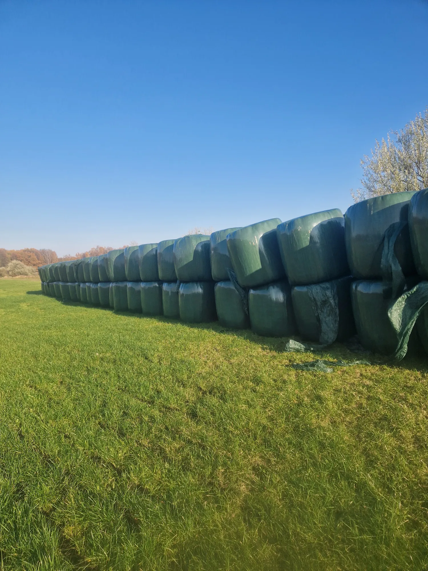 Сінаж для коней на продаж - висока якість, малі кількості OK