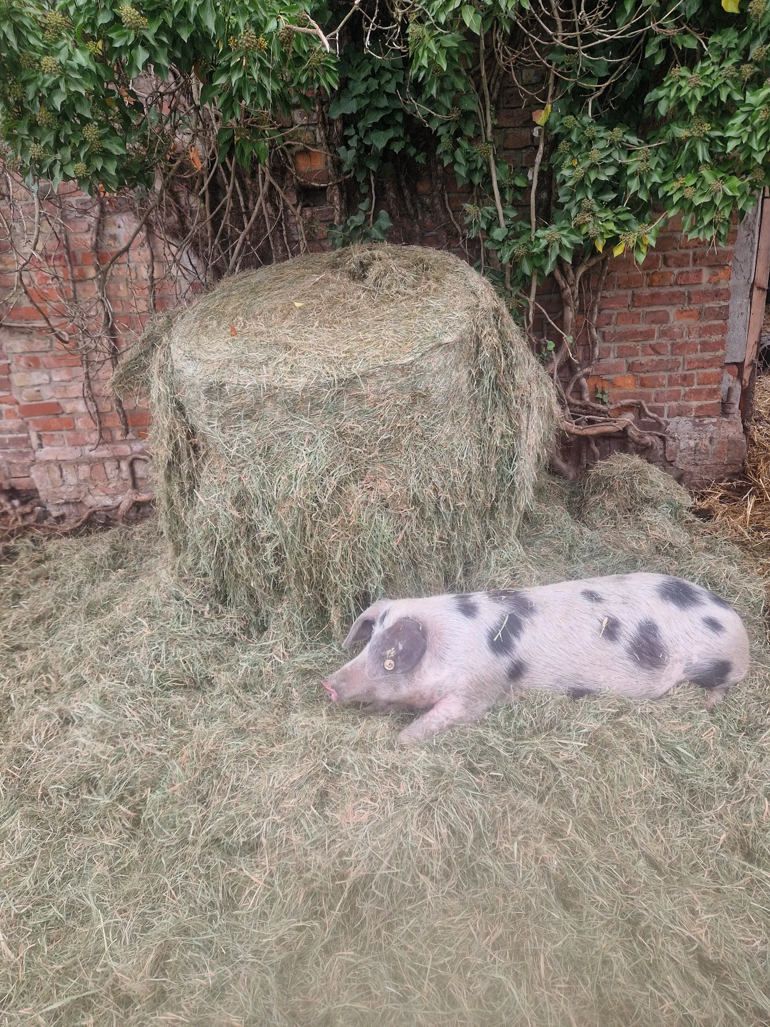 Сінаж для коней на продаж - висока якість, малі кількості OK