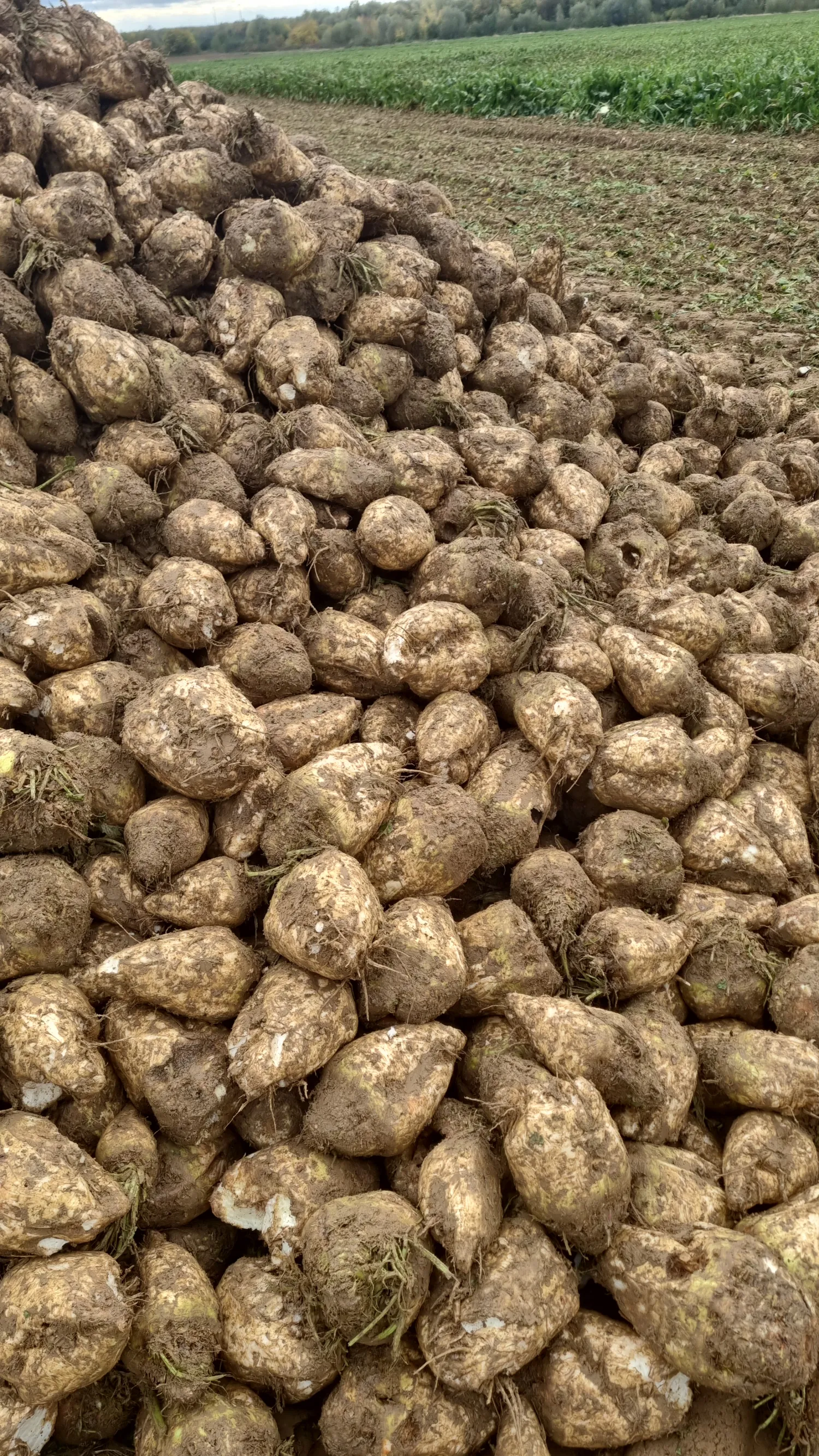 Suikerbieten te koop: 150 ton met 17,5% suikergehalte