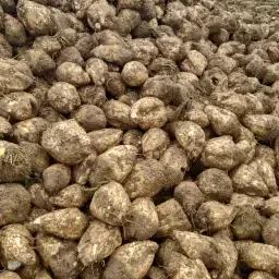Suikerbieten te koop: 150 ton met 17,5% suikergehalte
