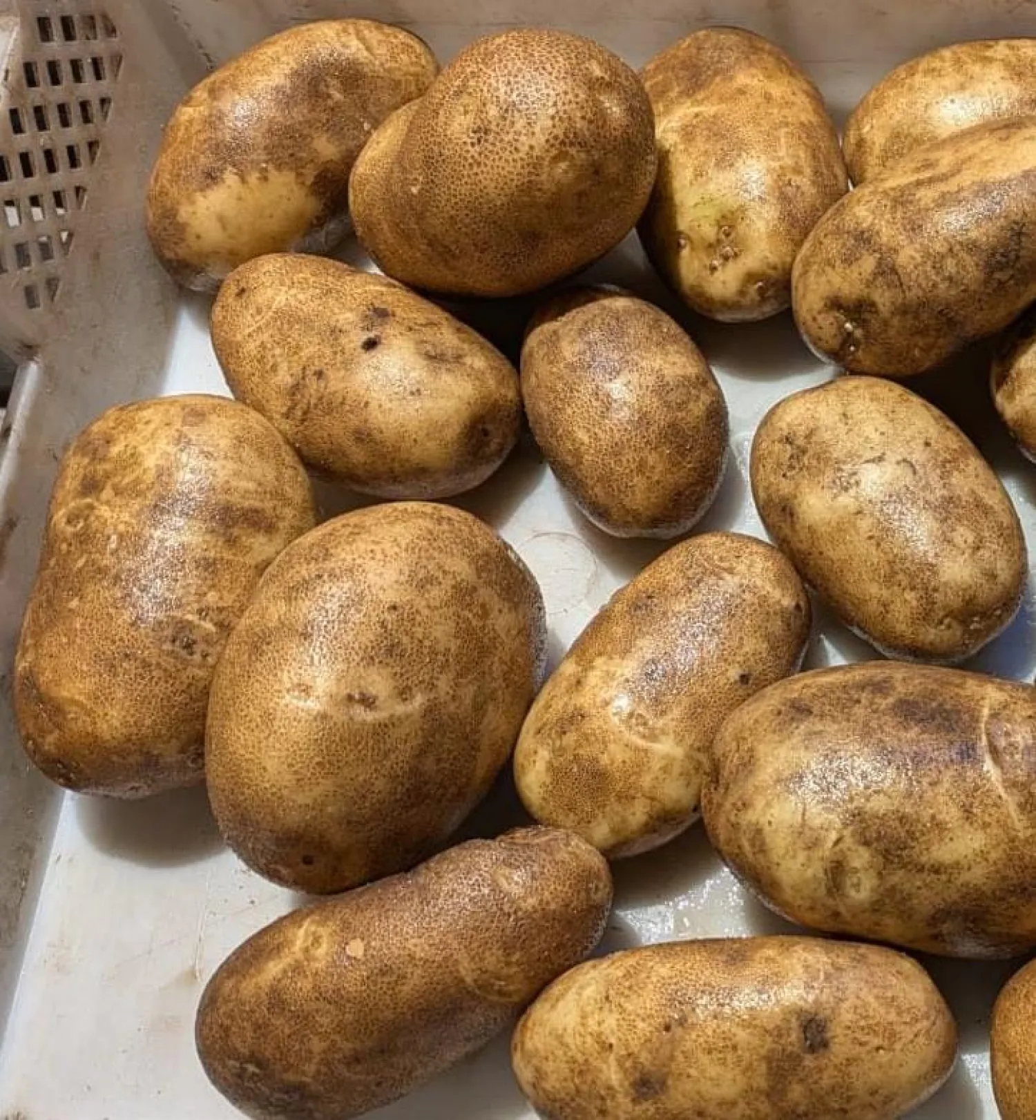 Aardappelen Innovator 500t - Hoge Kwaliteit, Vers van het Veld