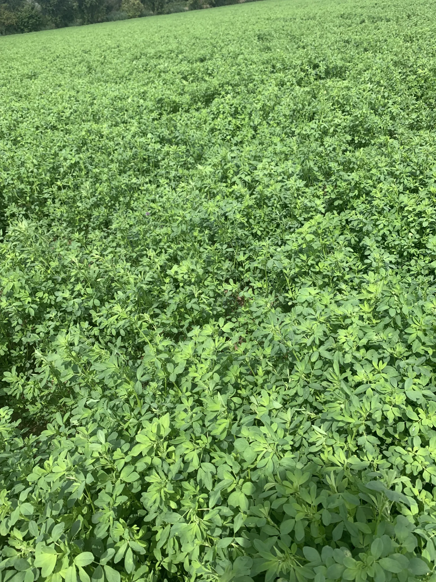 Luzerne te koop: Gewikkelde balen van 90 cm