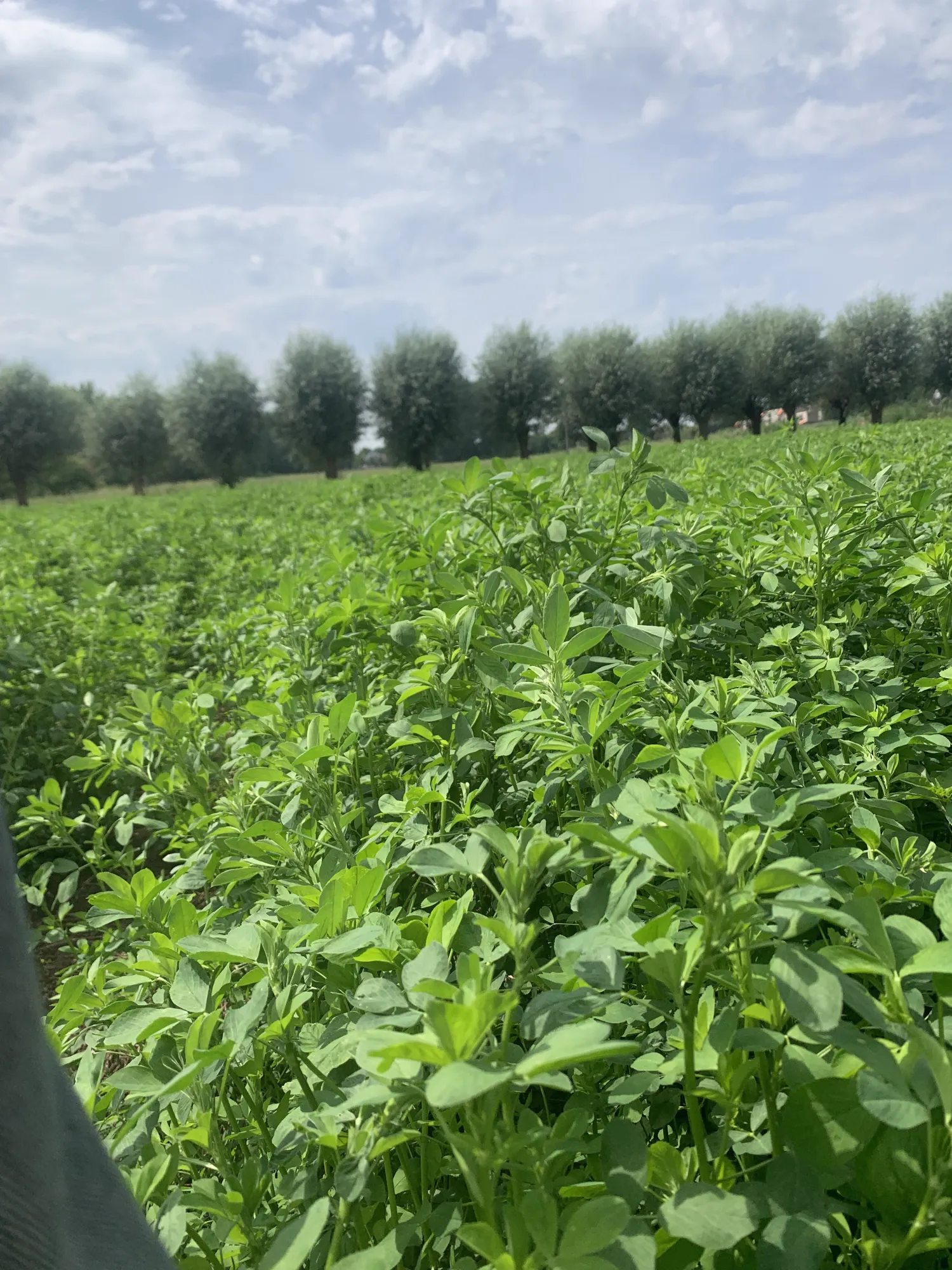 Luzerne te koop: Gewikkelde balen van 90 cm