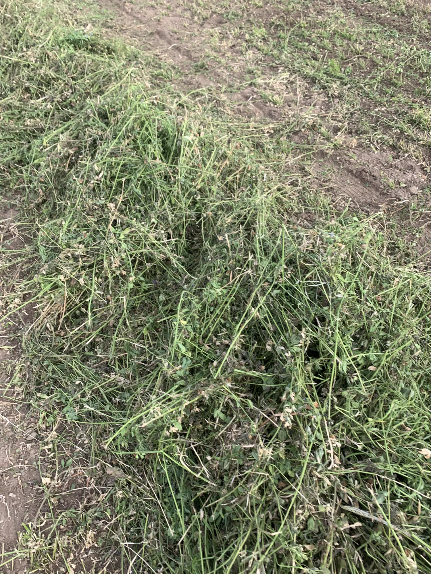 Luzerne te koop: Gewikkelde balen van 90 cm