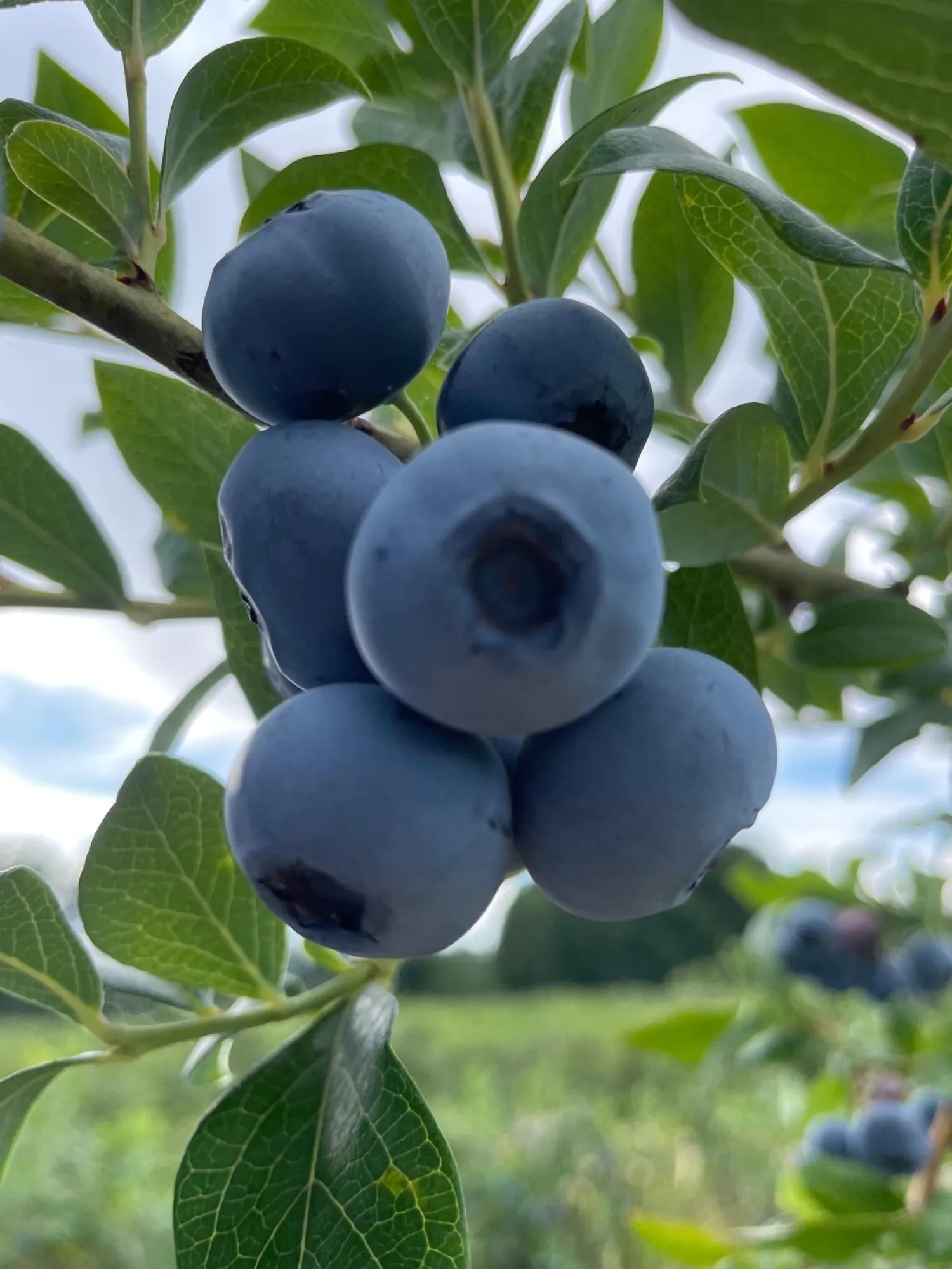 Frische Heidelbeeren der Saison | Direkt vom Feld