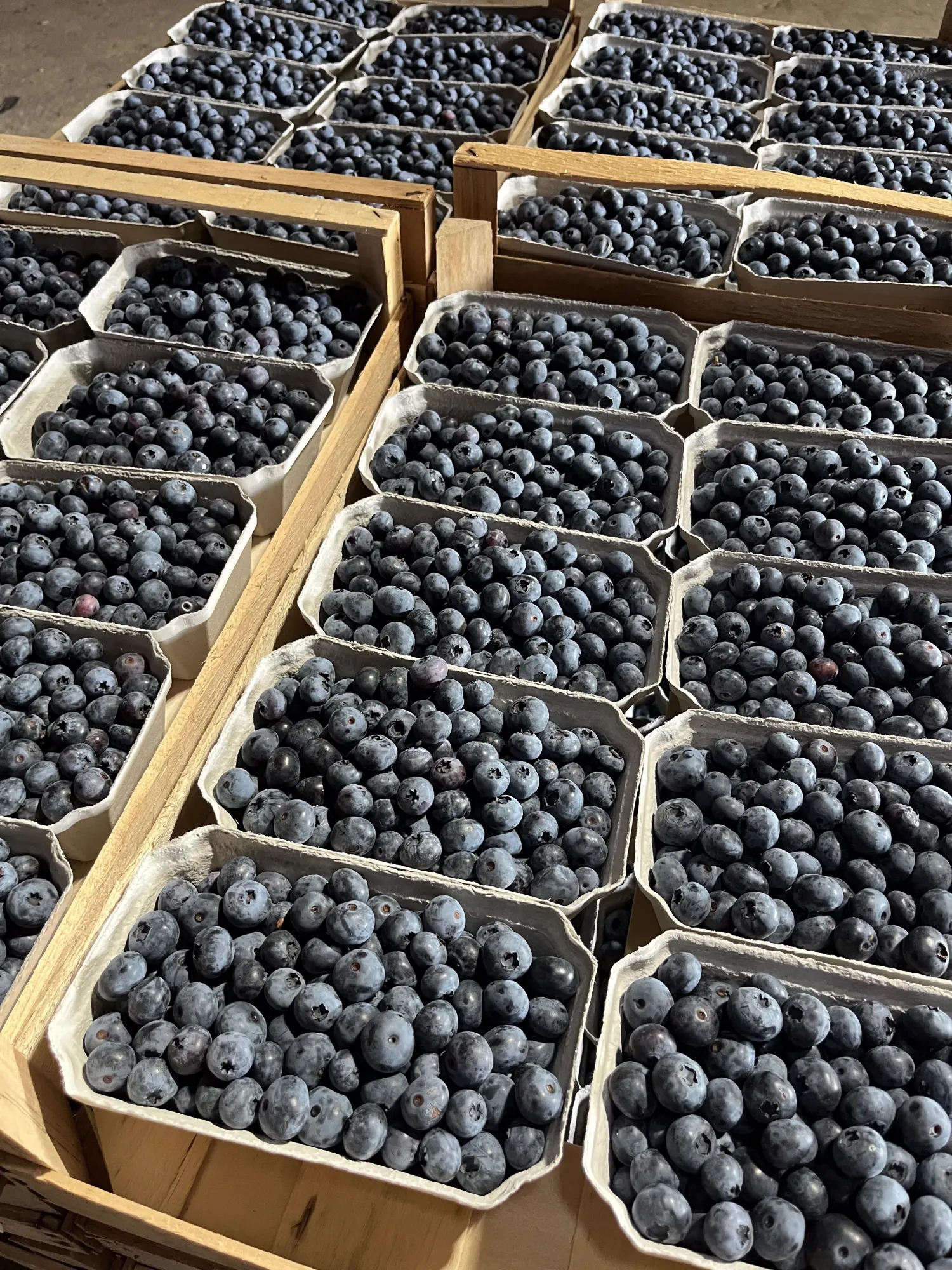 Frische Heidelbeeren der Saison | Direkt vom Feld