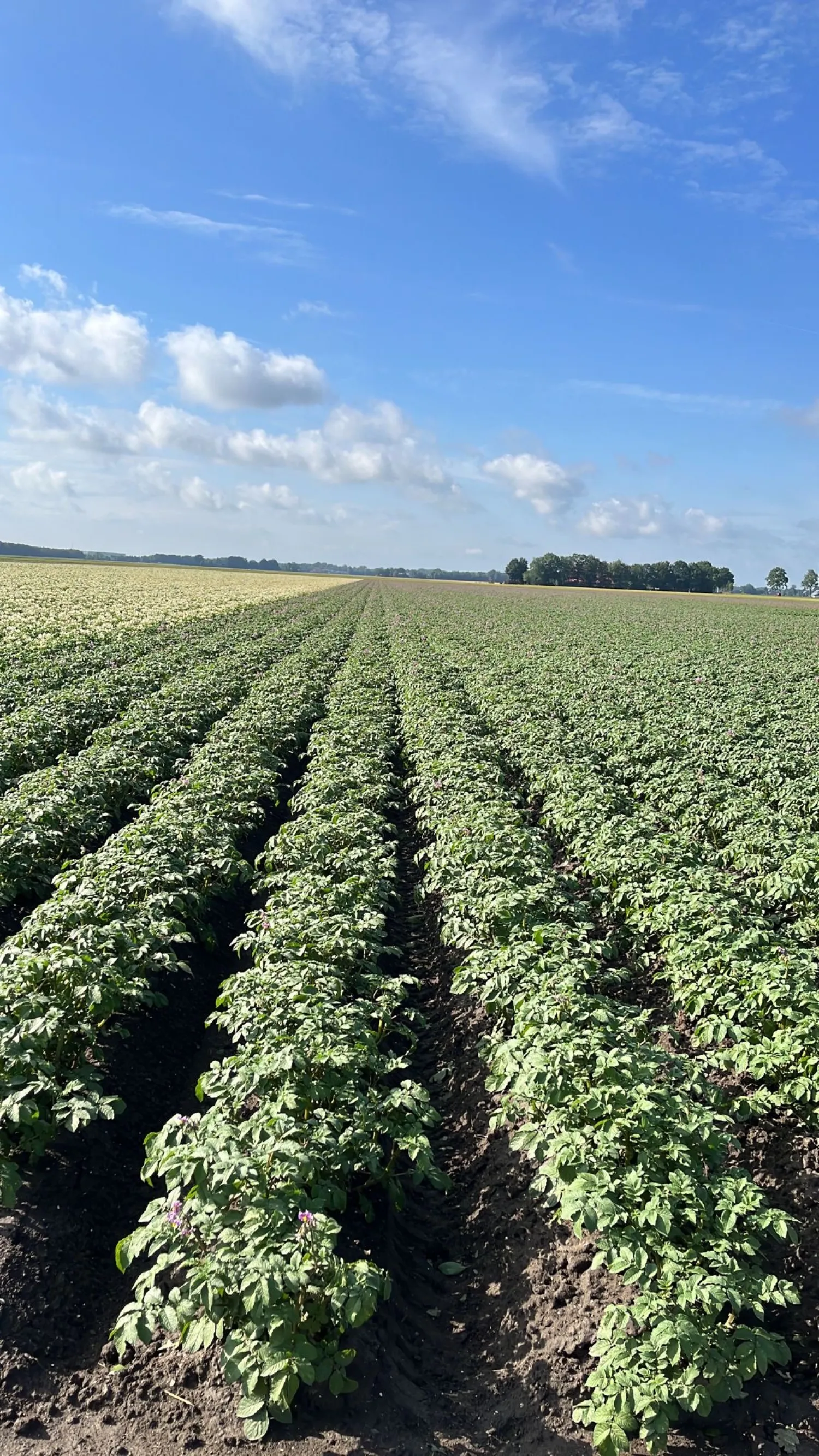 Търси се земя за картофи за посев в Североизточен Полдер