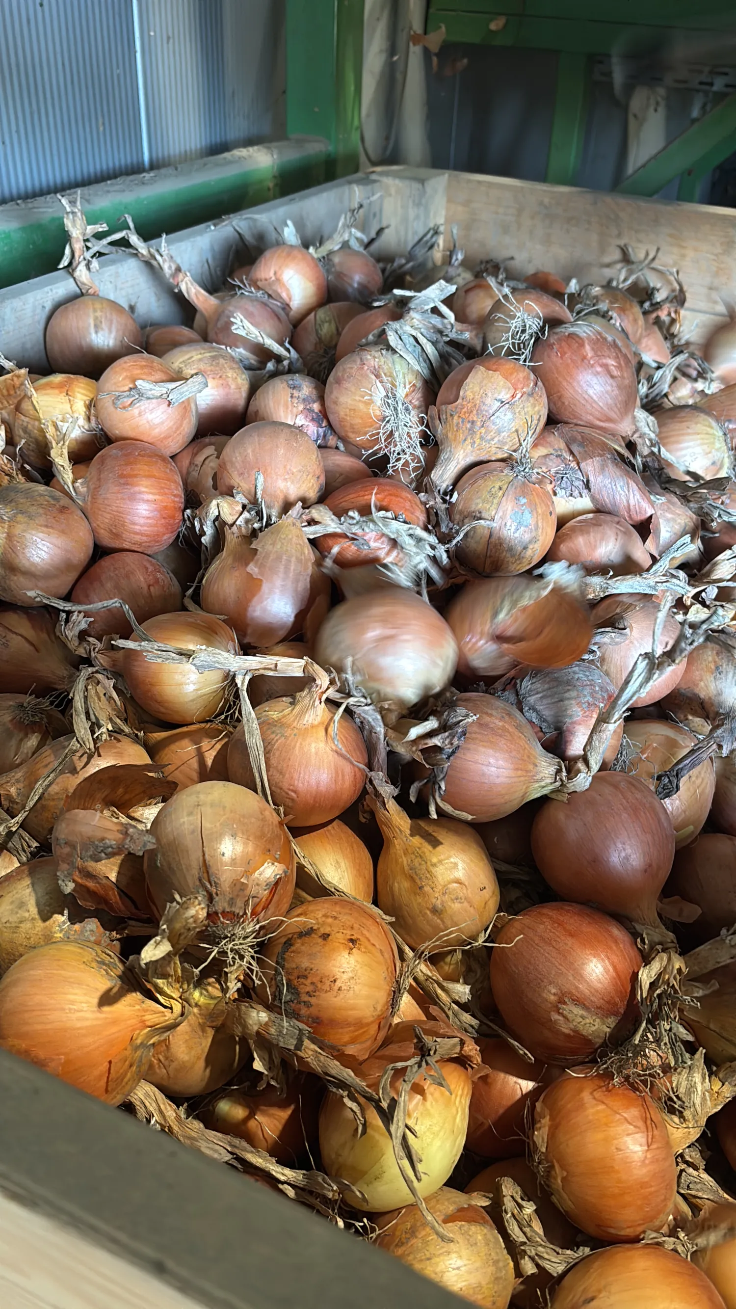 Gele uien, 600 ton beschikbaar | Kistenlager