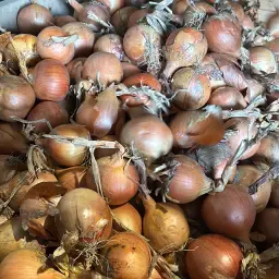 Gele uien, 600 ton beschikbaar | Kistenlager