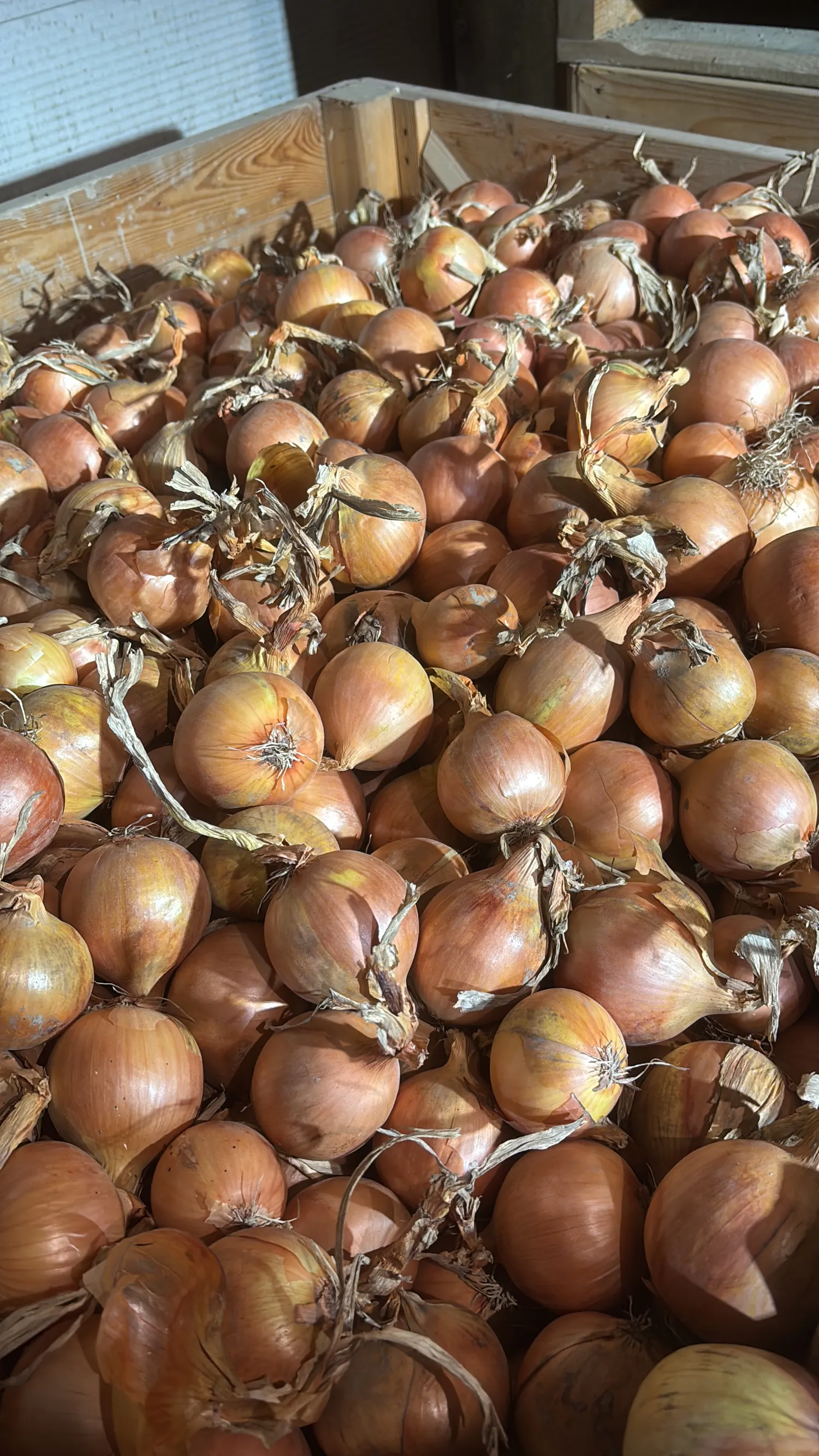 Gele uien, 600 ton beschikbaar | Kistenlager