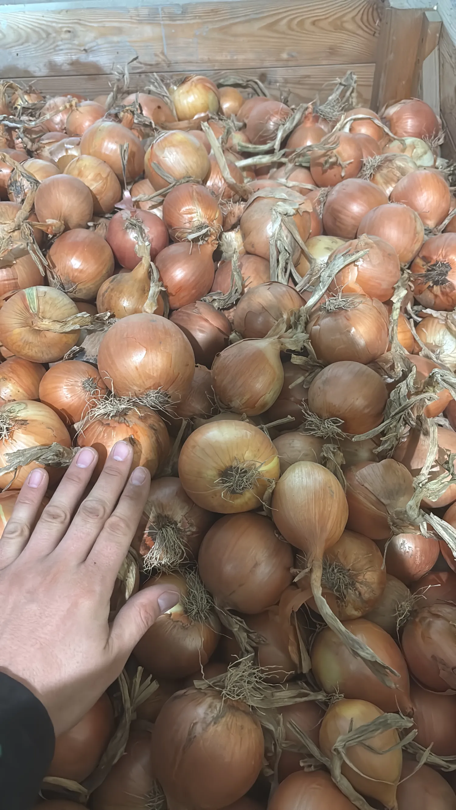 Gele uien, 600 ton beschikbaar | Kistenlager