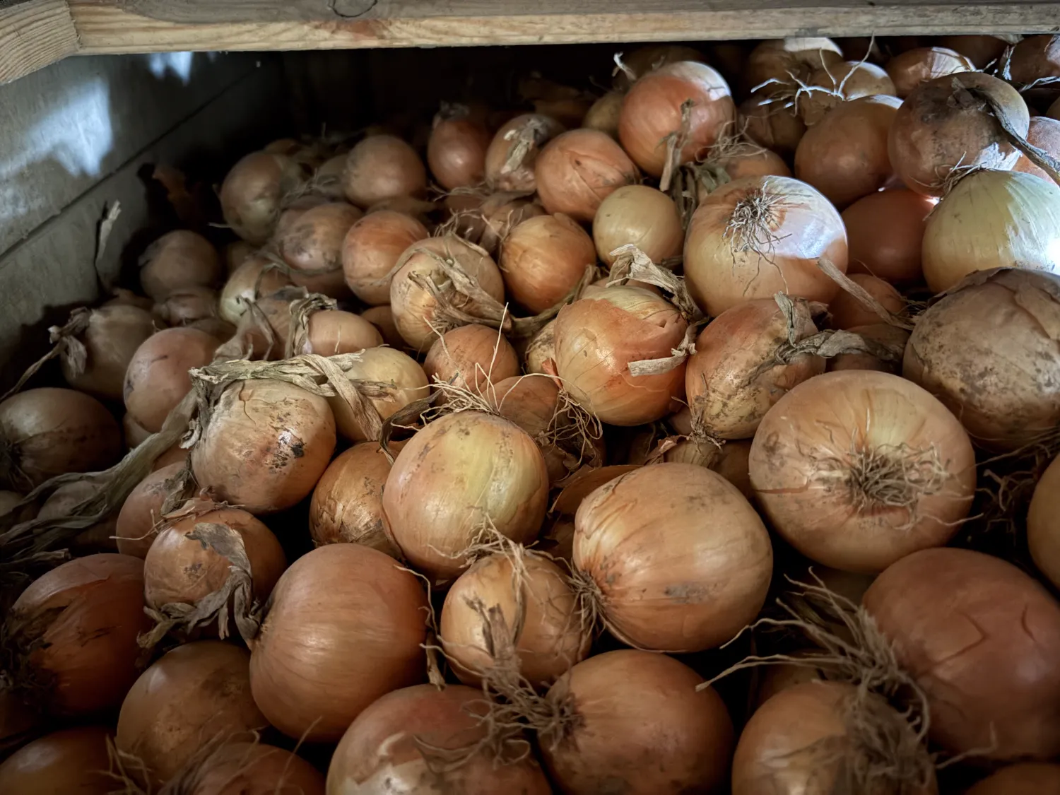 Gele uien, 600 ton beschikbaar | Kistenlager