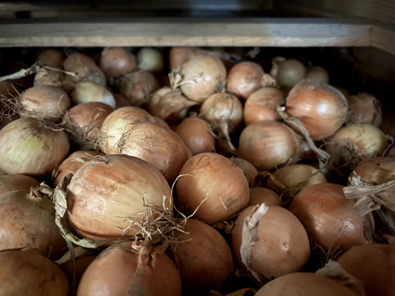 Gele uien, 600 ton beschikbaar | Kistenlager