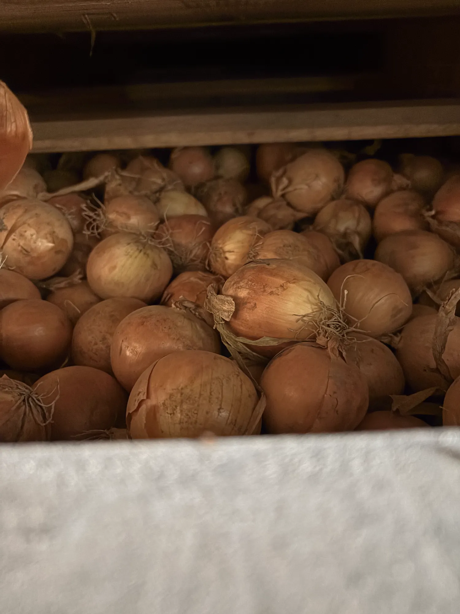 Gele uien, 600 ton beschikbaar | Kistenlager