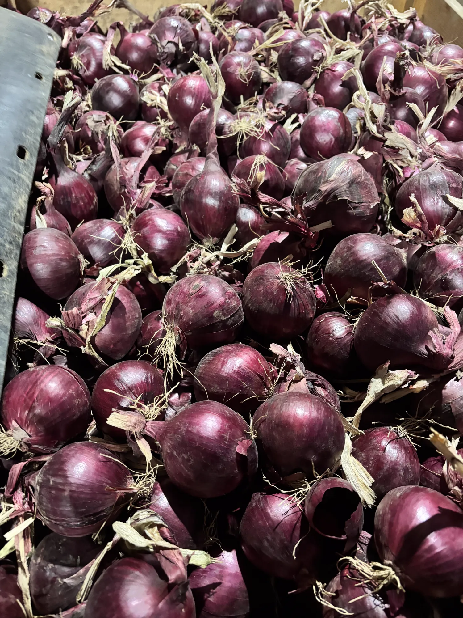 Rode uien 60+ Red Tide & Redita | Topkwaliteit