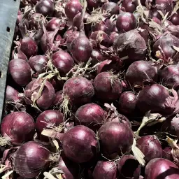 Rode uien 60+ Red Tide & Redita | Topkwaliteit