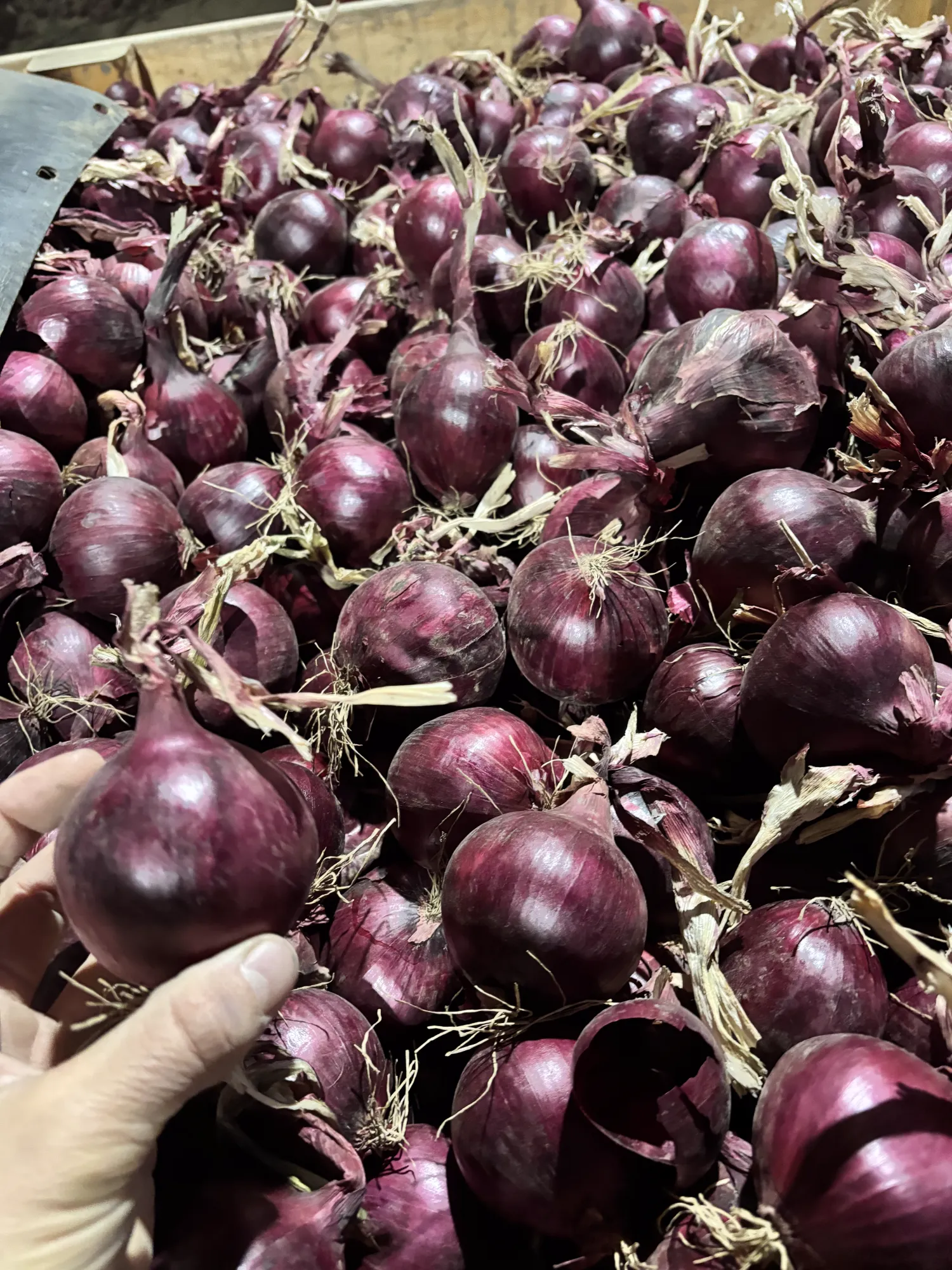 Rode uien 60+ Red Tide & Redita | Topkwaliteit