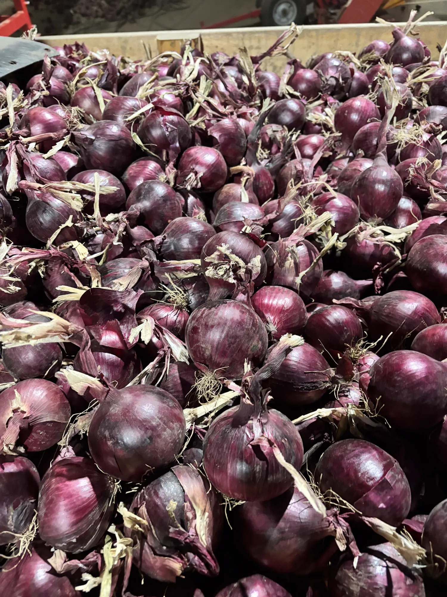 Rode uien 60+ Red Tide & Redita | Topkwaliteit