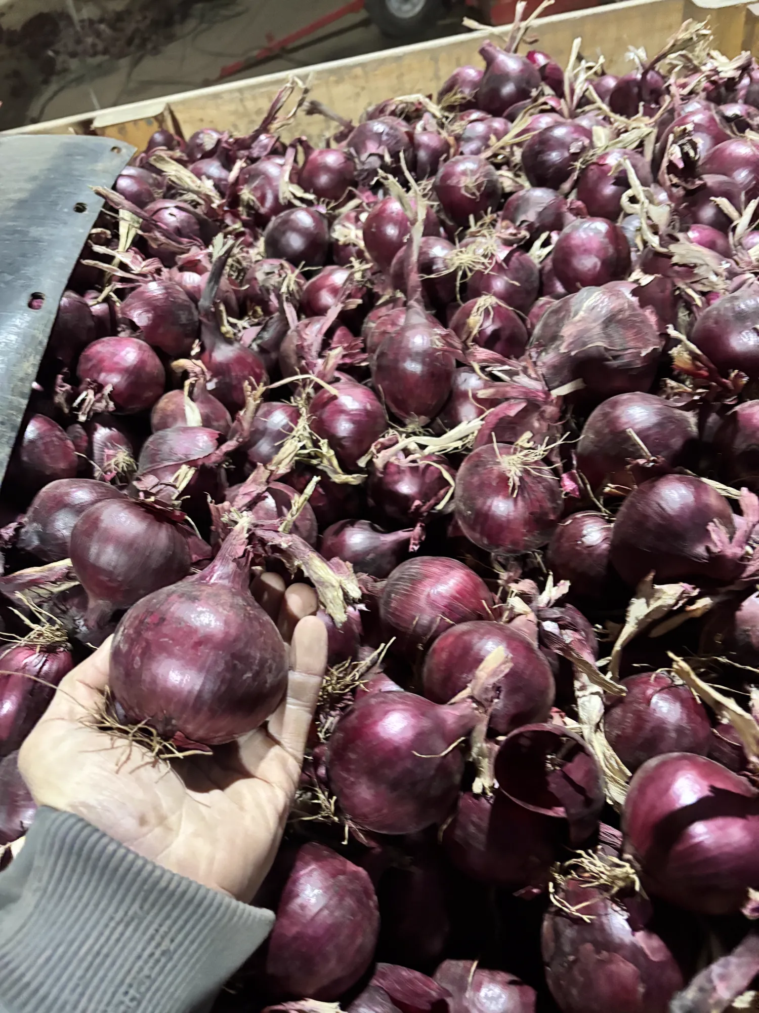 Rode uien 60+ Red Tide & Redita | Topkwaliteit