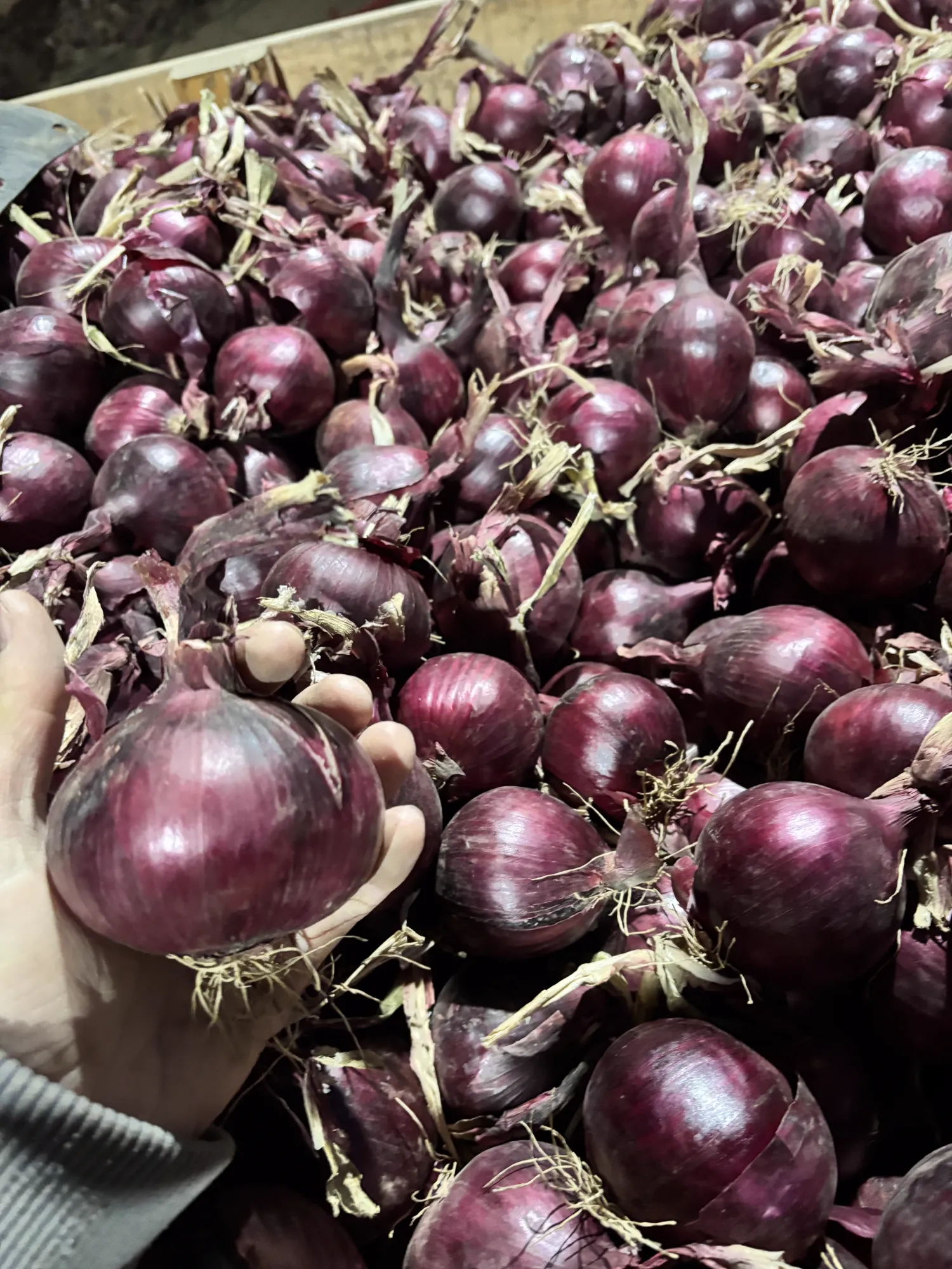 Rode uien 60+ Red Tide & Redita | Topkwaliteit