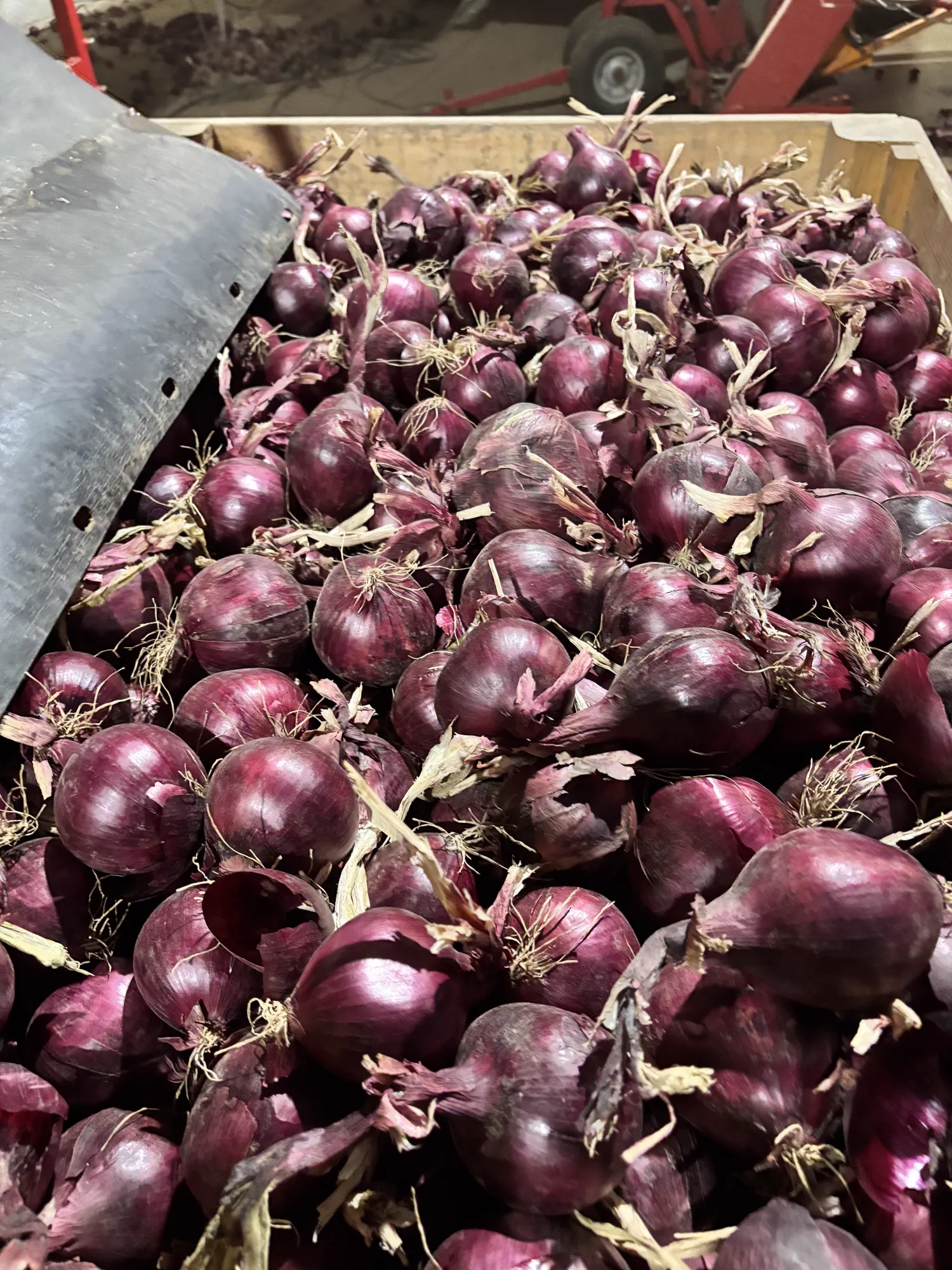 Rode uien 60+ Red Tide & Redita | Topkwaliteit