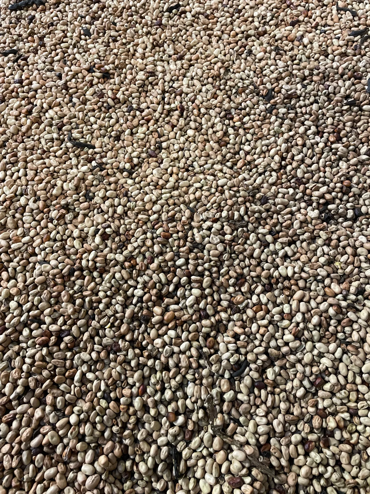 42 ton Akkerbonen te Koop - Droog en Opgeslagen