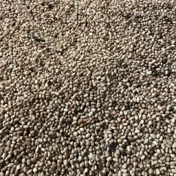 42 ton Akkerbonen te Koop - Droog en Opgeslagen