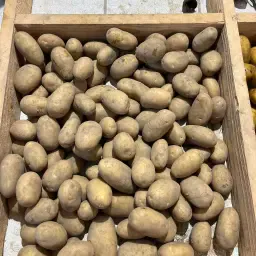 27 t biologische Linda-pootaardappelen, maat 28-40