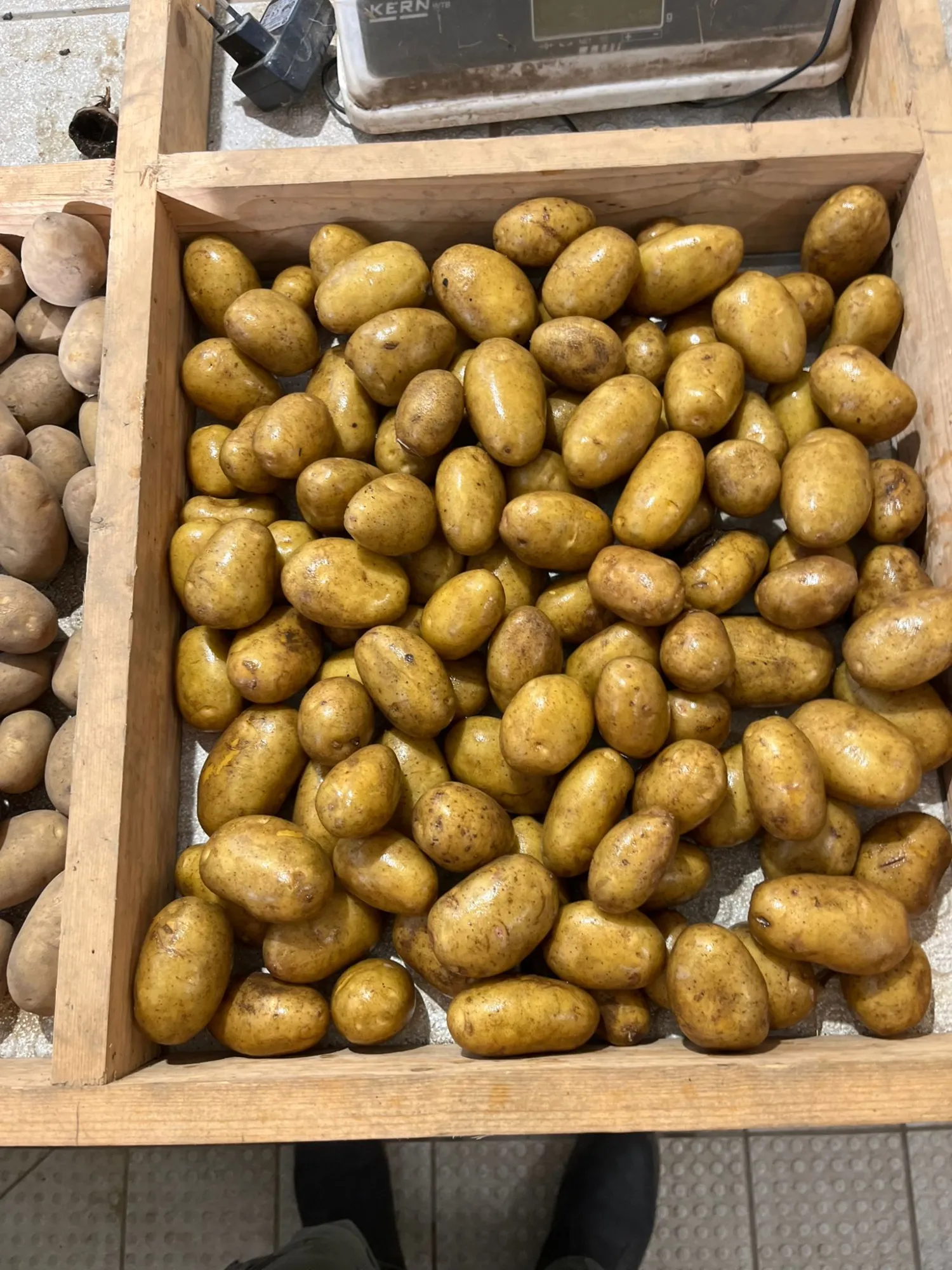 27 t biologische Linda-pootaardappelen, maat 28-40