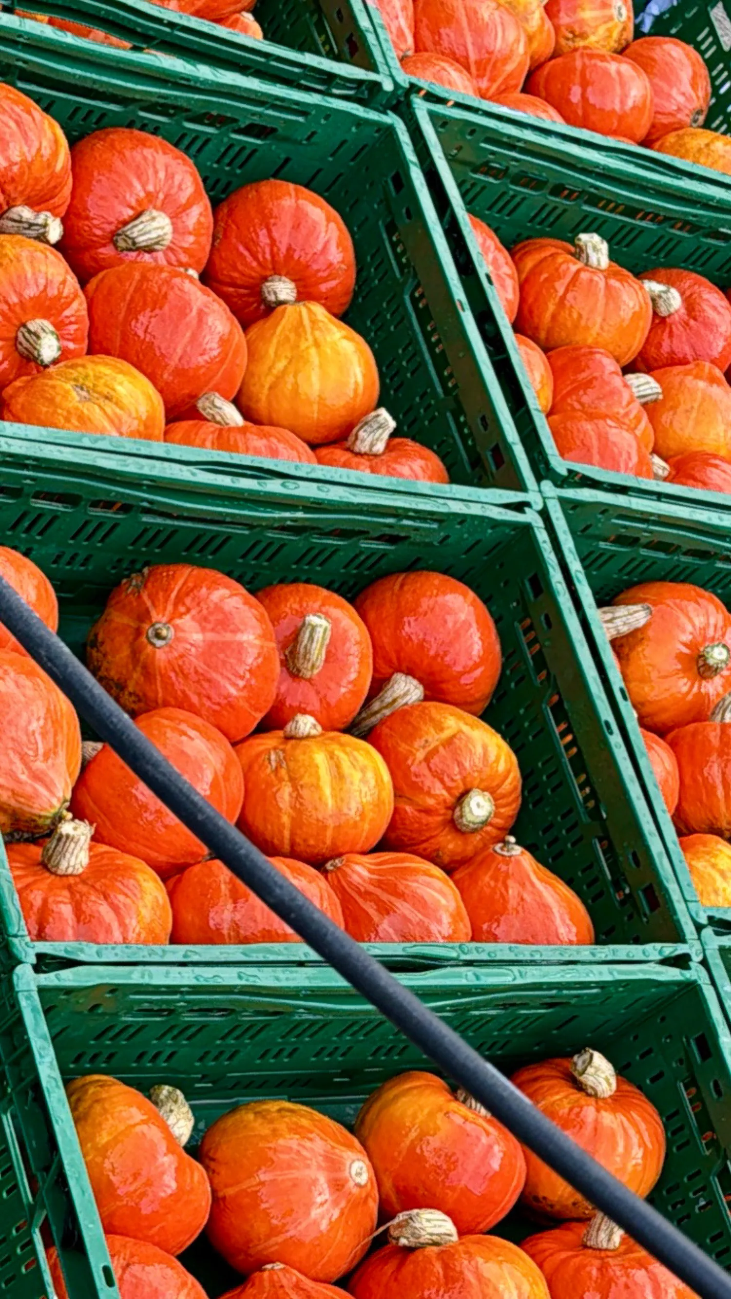 Køb Hokkaido græskar – Frisk fra marken