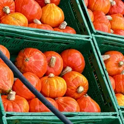 Køb Hokkaido græskar – Frisk fra marken