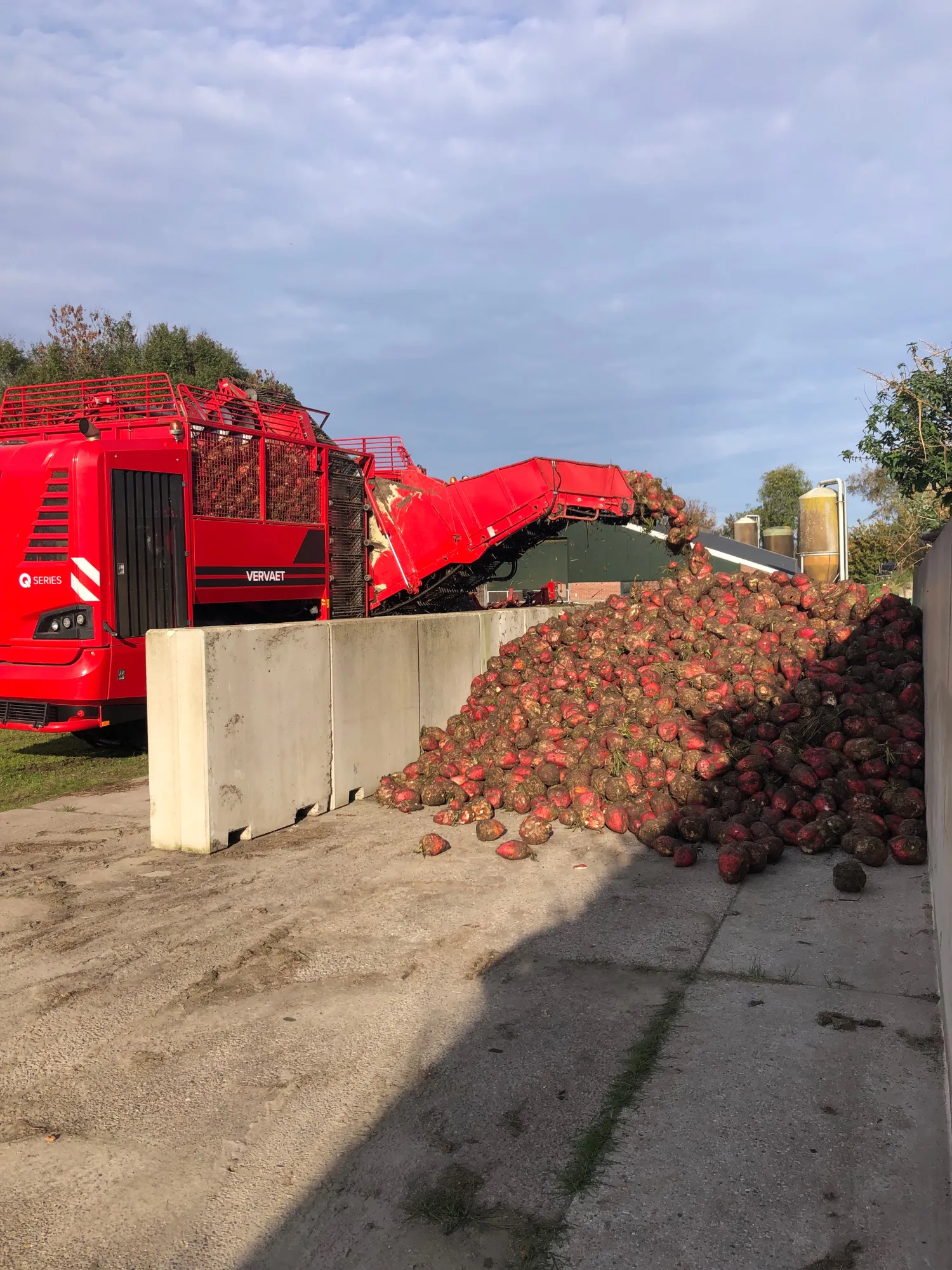 Voederbieten kopen: 50 ton beschikbaar