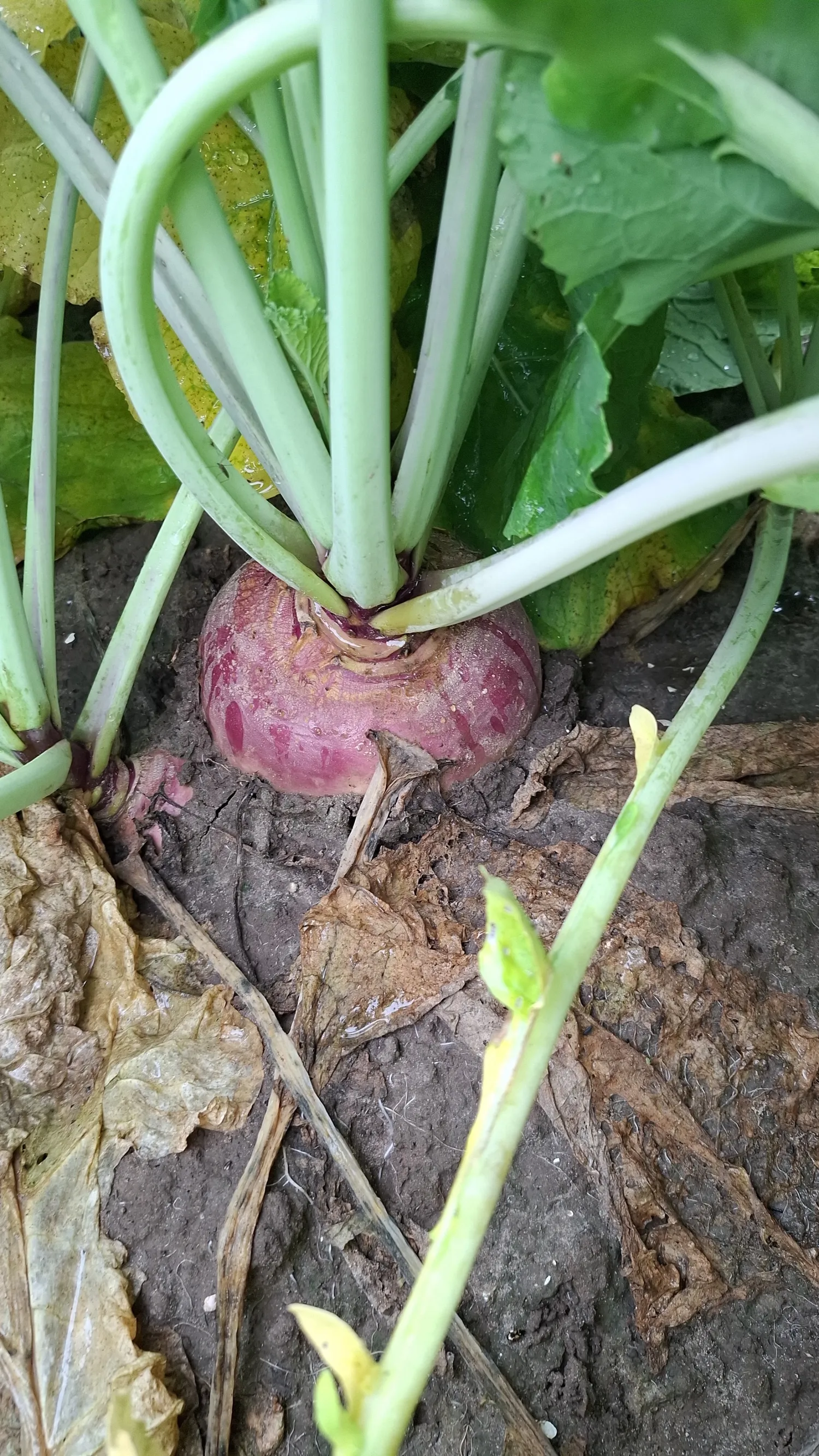 Търси се земя за отглеждане през 2026 г. - кореноплодни култури