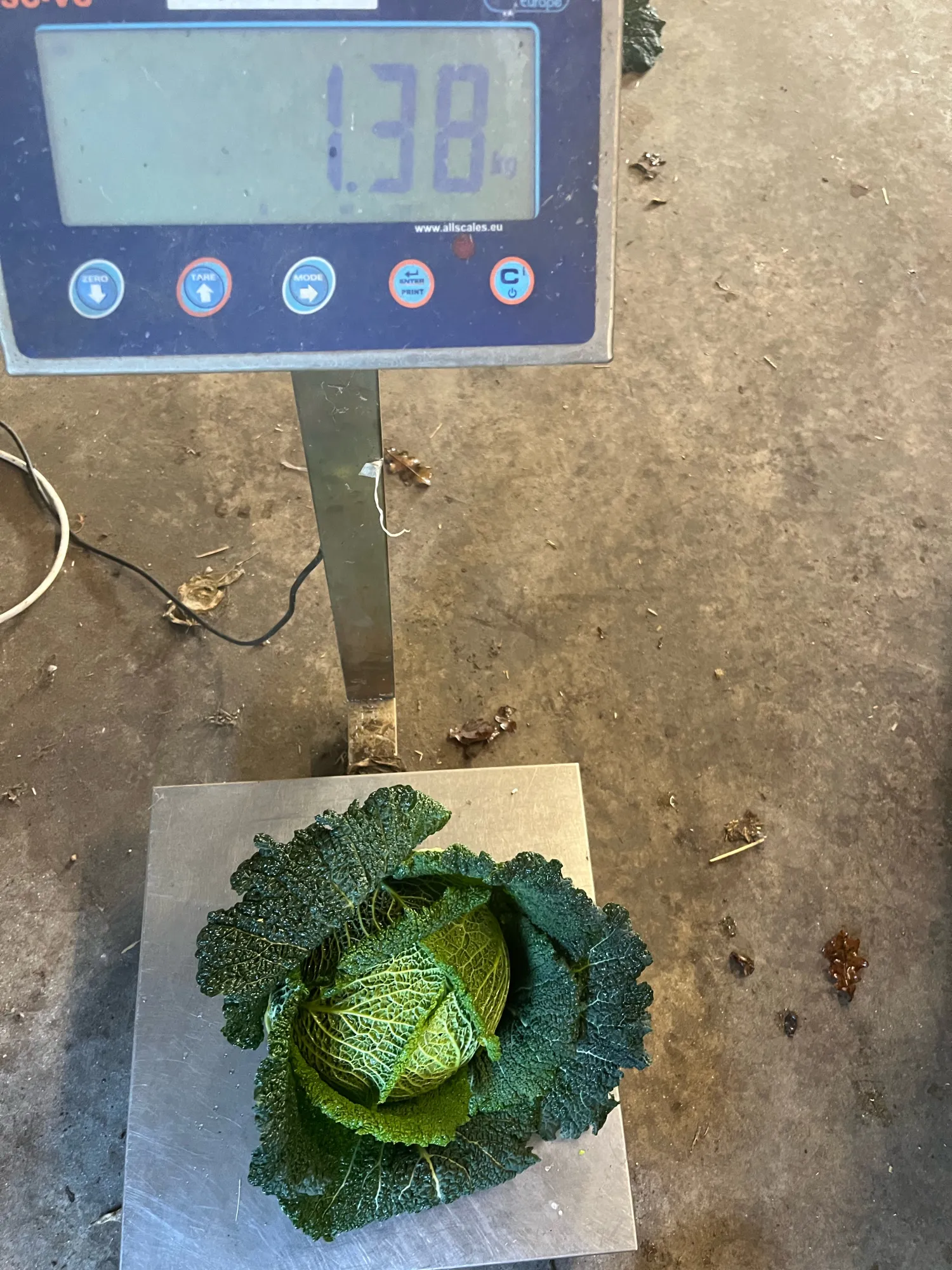 Savoykål til salg: 30.000 stk. tilgængelige