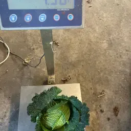 Savoykål til salg: 30.000 stk. tilgængelige