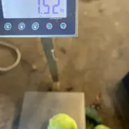 Hvidkål og rødkål til salg | Frisk høst