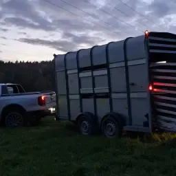 Dierentransport volgens EU-verordening 1/2005