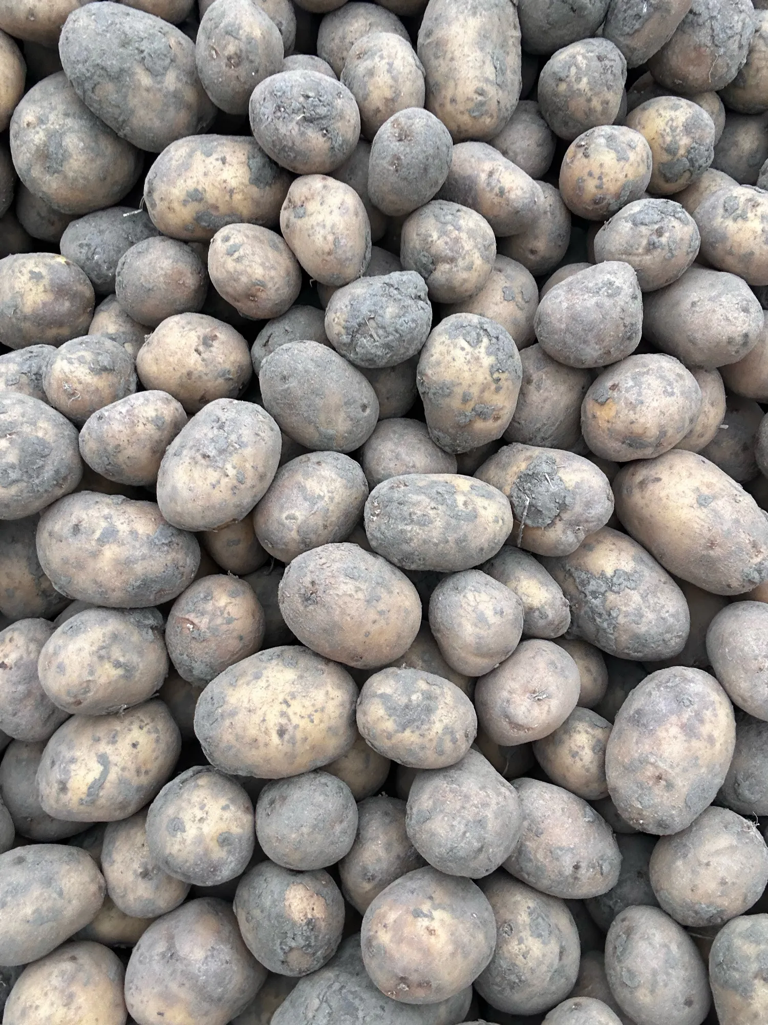 Aardappelen voor chips: Pelikan, Verdi, Sorentina & Favola