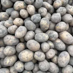 Aardappelen voor chips: Pelikan, Verdi, Sorentina & Favola