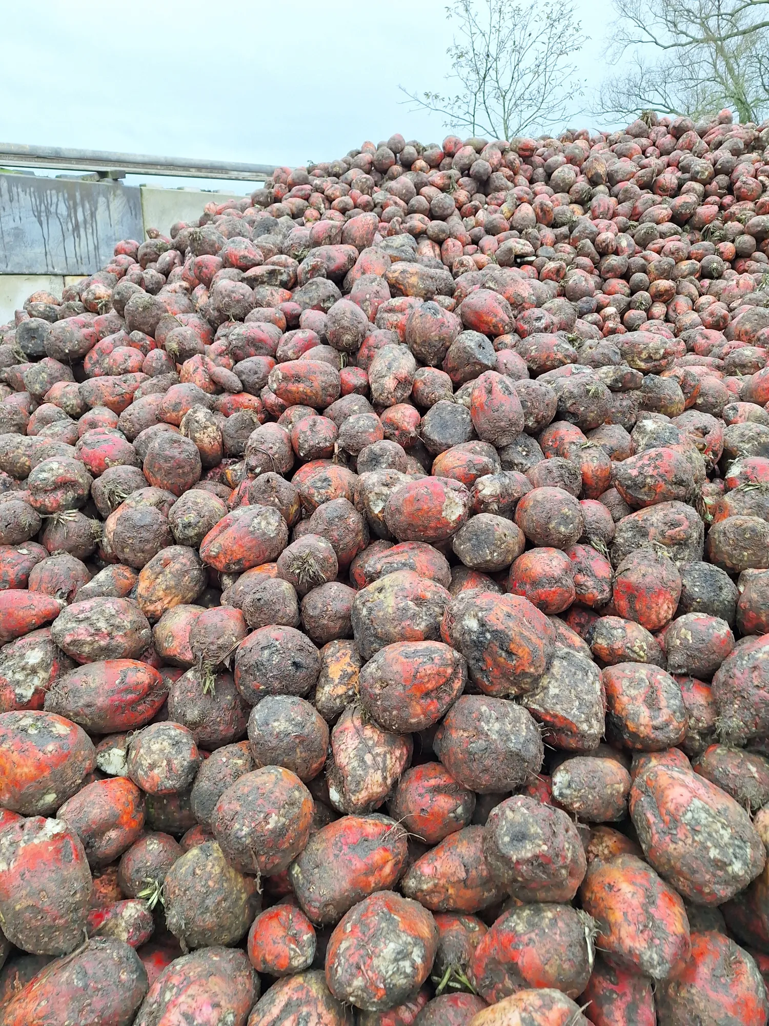 Voederbieten kopen regio Retie | Scherpe prijs per ton