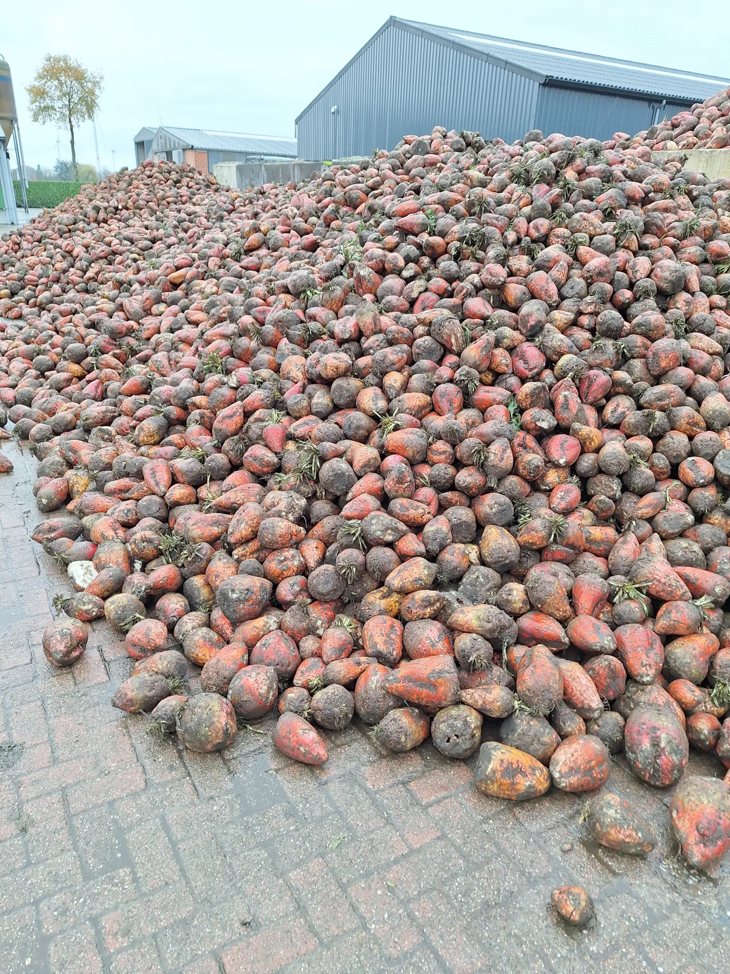 Voederbieten kopen regio Retie | Scherpe prijs per ton