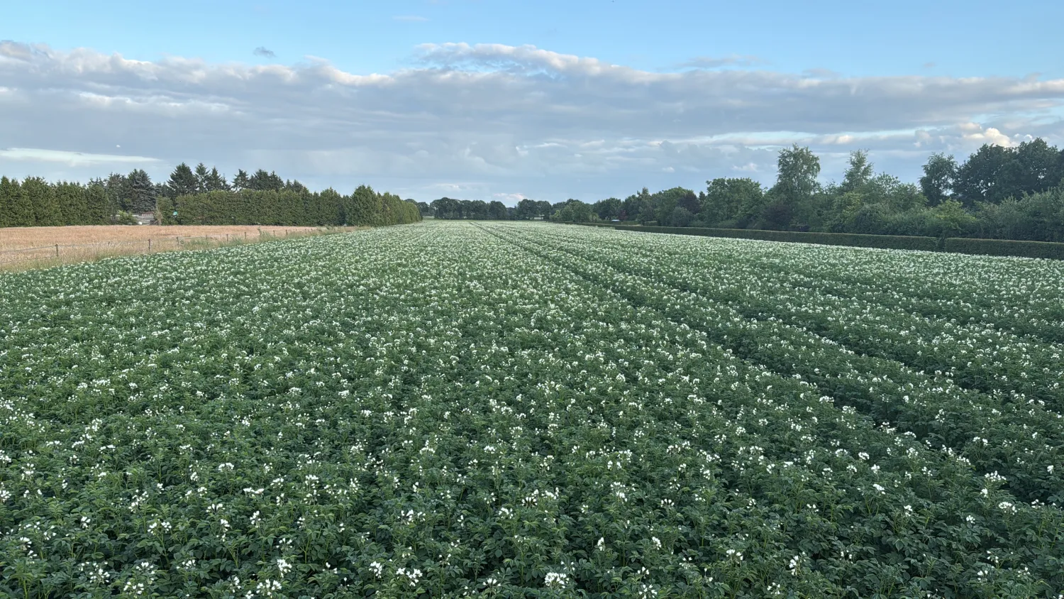 Търси се земеделска земя в Дренте за картофи, цвекло, лук