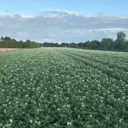 Търси се земеделска земя в Дренте за картофи, цвекло, лук